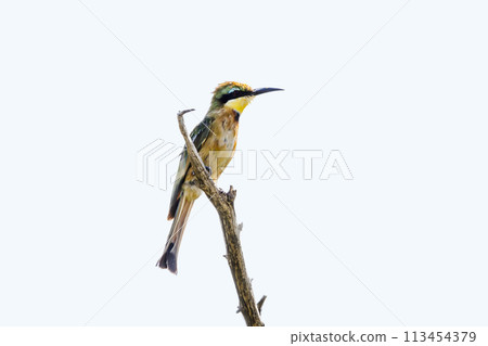 Little Bee eater in Kruger National park, South Africa 113454379