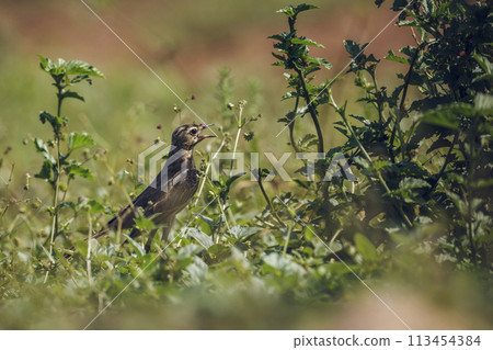 Long-billed Pipit in Kruger National park, South Africa Long-billed Pipit in Kruger National park, South Africa 113454384