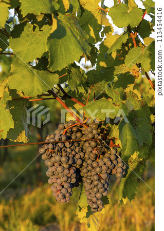 Vineyard with Palava, Southern Moravia, Czech Republic 113454416