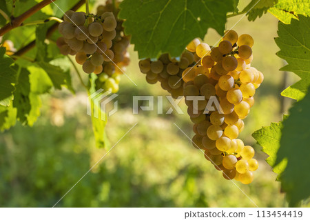 Vineyard with Hibernal near Cejkovice, Southern Moravia, Czech Republic Vineyard with Hibernal near Cejkovice, Southern Moravia, Czech Republic 113454419
