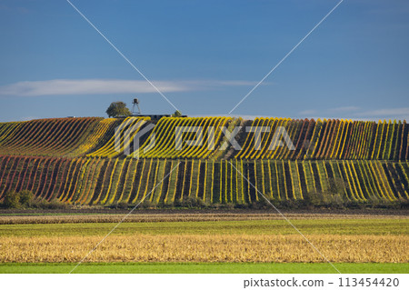 Autumn vineyard near Velke Bilovice, Southern Moravia, Czech Republic 113454420