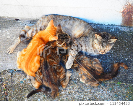 Family love 113454433