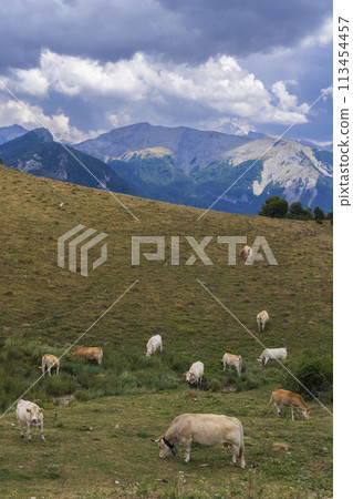 Sheep in typical  landscape near Portillo de Eraize and Col de la Pierre St Martin, Spanish French border in the Pyrenees, Spain 113454457
