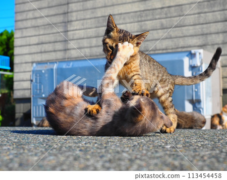 Two cats playing with each other Two cats playing with each other 113454458