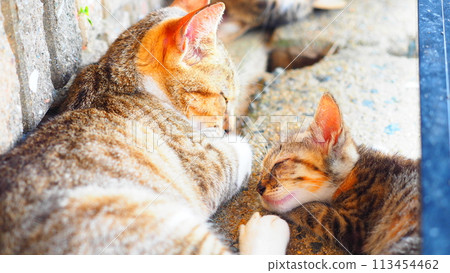 一隻小貓要小睡一下 一隻小貓要小睡一下 113454462