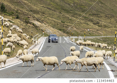 Sheep in typical  landscape near Portillo de Eraize and Col de la Pierre St Martin, Spanish French border in the Pyrenees, Spain 113454463