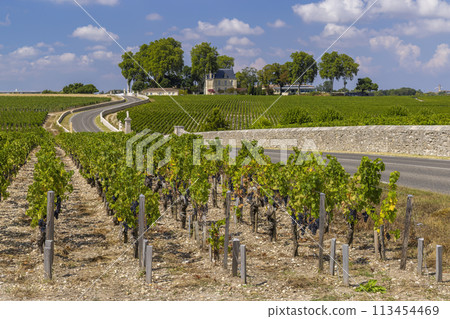 Typical vineyards near Chateau Latour, Bordeaux, Aquitaine, France Typical vineyards near Chateau Latour, Bordeaux, Aquitaine, France 113454469