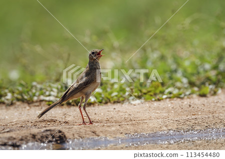 Long-billed Pipit in Kruger National park, South Africa Long-billed Pipit in Kruger National park, South Africa 113454480