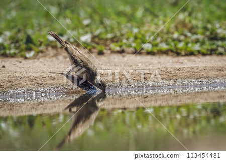 Long-billed Pipit in Kruger National park, South Africa Long-billed Pipit in Kruger National park, South Africa 113454481