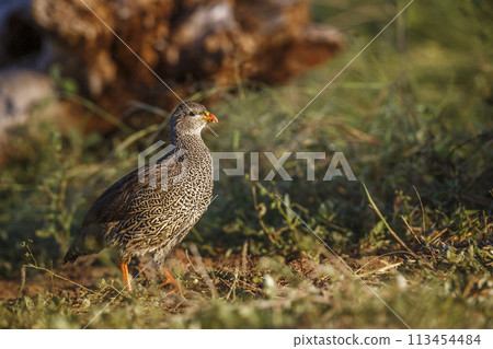 Natal francolin in Kruger National park, South Africa 113454484