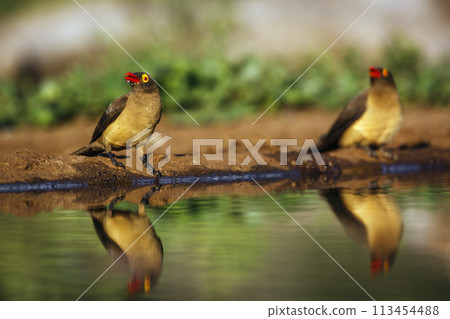 Red billed Oxpecker in Kruger National park, South Africa 113454488