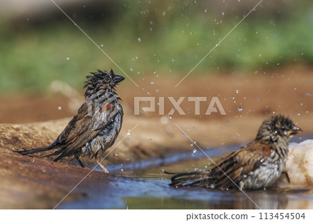 Southern Grey headed Sparrow in Kruger National park, South Africa Southern Grey headed Sparrow in Kruger National park, South Africa 113454504