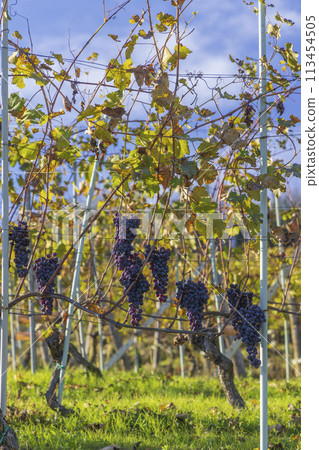 Typical vineyard near Barolo, Barolo wine region, province of Cuneo, region of Piedmont, Italy Typical vineyard near Barolo, Barolo wine region, province of Cuneo, region of Piedmont, Italy 113454505
