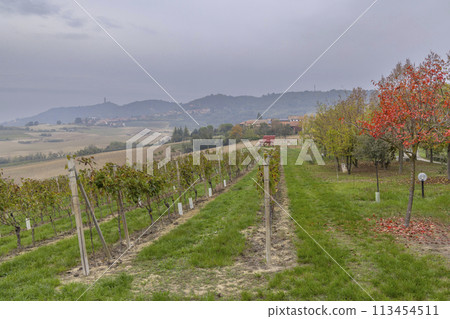 Typical vineyard near Castello di Razzano and Alfiano Natta, Barolo wine region, province of Cuneo, region of Piedmont, Italy 113454511