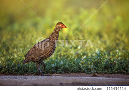 Swainson's Spurfowl in Kruger National park, South Africa 113454514