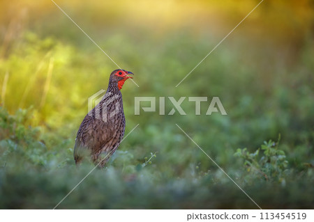 Swainson's Spurfowl in Kruger National park, South Africa Swainson's Spurfowl in Kruger National park, South Africa 113454519