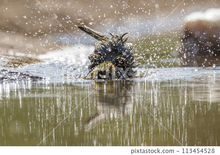 Village weaver in Kruger National park, South Africa 113454528