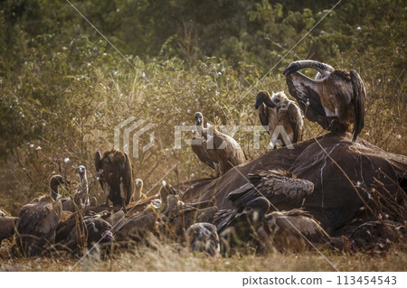 White backed Vulture in Kruger National park, South Africa 113454543