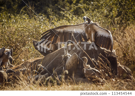White backed Vulture in Kruger National park, South Africa 113454544