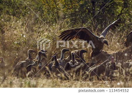 White backed Vulture in Kruger National park, South Africa 113454552