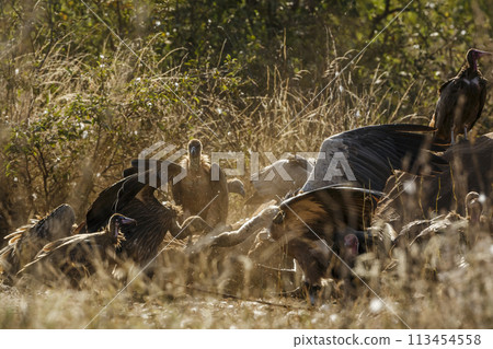 White backed Vulture in Kruger National park, South Africa White backed Vulture in Kruger National park, South Africa 113454558
