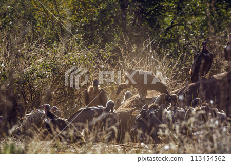White backed Vulture in Kruger National park, South Africa 113454562