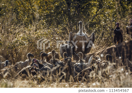 White backed Vulture in Kruger National park, South Africa 113454567