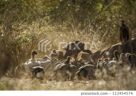 White backed Vulture in Kruger National park, South Africa 113454574