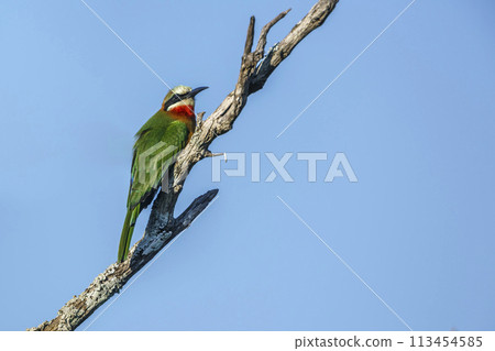 White fronted Bee eater in Kruger National park, South Africa 113454585