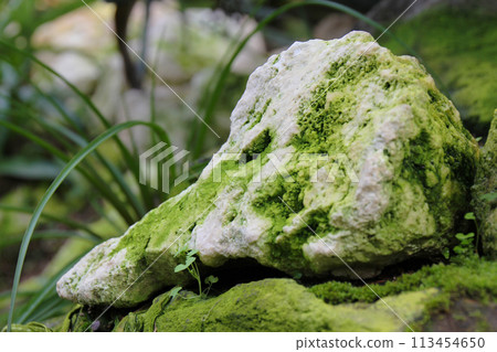 Mossy stone 113454650