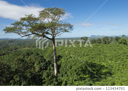Huge red tree on green landscape 113454701