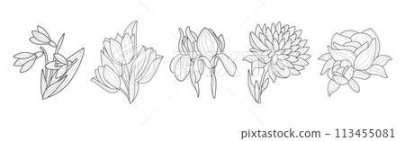 Flower as Linear Blooming Garden Plant Vector Set 113455081