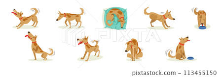 Funny Dog Domestic Pet and Animal in Different Pose Vector Set 113455150
