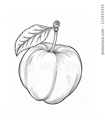 Detailed black and white line drawing of a single apple with stem and leaf on white background 113455331