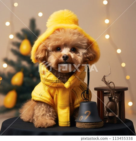Adorable Brown Toy Poodle Dog in Winter Outfit Next to Christmas Tree Adorable Brown Toy Poodle Dog in Winter Outfit Next to Christmas Tree 113455338