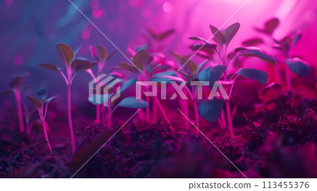 Vibrant Pink Light Enhances Growth in a Futuristic Garden with Young Seedlings Vibrant Pink Light Enhances Growth in a Futuristic Garden with Young Seedlings 113455376