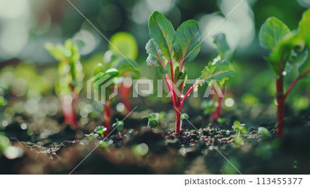 Freshly emerging red veined baby beet plants in the garden soil under sunlight Freshly emerging red veined baby beet plants in the garden soil under sunlight 113455377