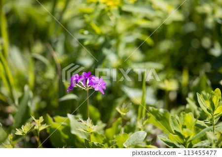 Saitama Prefecture, Saitama City, Tajimagahara Primrose Grove 113455477