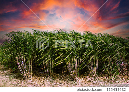 Sugarcane fields in the sunset 113455682