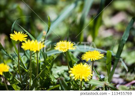 埼玉縣埼玉市田島原蒲公英 113455769
