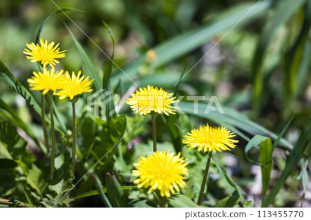 Saitama City, Saitama Prefecture, Tajimagahara Dandelion 113455770