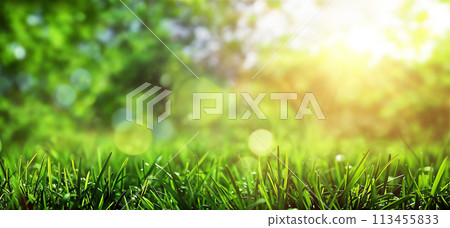 Close up of green grass with the sun shining in the nature background on a spring day. 113455833