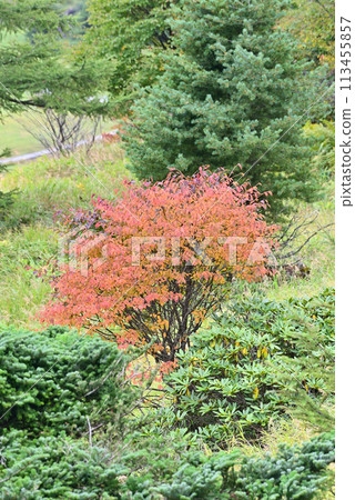 Red leaves that stand out among the green - Ikenotaira Marsh in September 113455857