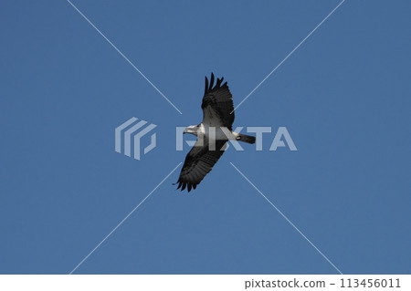 A flying Osprego 113456011