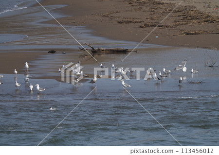 Seagulls gathering on the beach 113456012