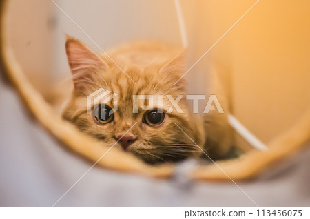 Cat's daily life Cat's daily life 113456075