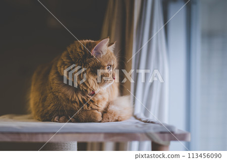 貓的日常生活 貓的日常生活 113456090