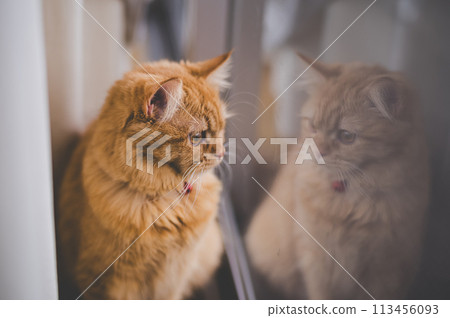 貓的日常生活 113456093