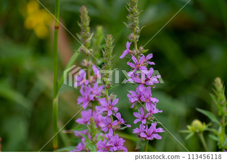Purple wildflower in full bloom: Lythrum salicaria Purple wildflower in full bloom: Lythrum salicaria 113456118