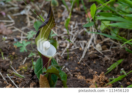 Yukimotsushifu花 Yukimotsushifu花 113456120